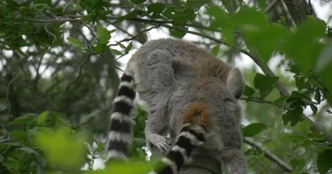 Two Lemurs Stock Footage 51622434
