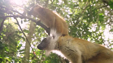 Two lemurs in Madagascar Stock Footage 264929055