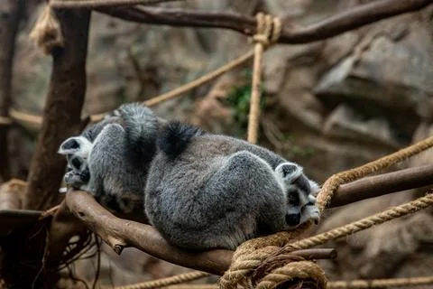 Two lemurs resting on branches in a natural habitat setting Stock Photos