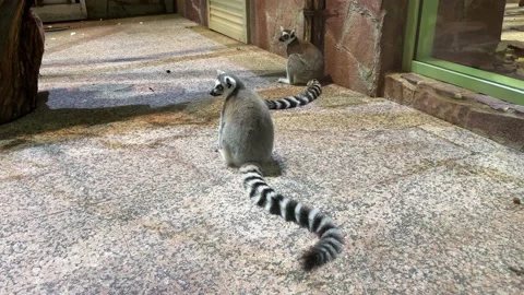 Two lemurs sit on the concrete floor in the zoo Stock Footage 221924701