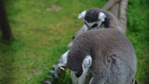 Two lemurs sit next to each other and one of them has a piece of food in its paw Stock Footage 159643567