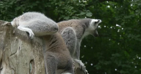 Two Lemurs Sitting on a Big Stamp Stock Footage 51620993