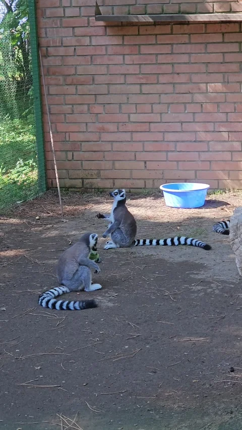 Two lemurs sitting closely together and eating on a beautiful summer day Stock Footage 329783320