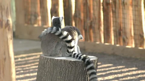 Two lemurs sitting on a tree stump and cleaning Video stock 68333513