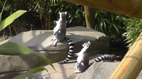 Two Lemurs Sun Bathing Stock Footage 22516531