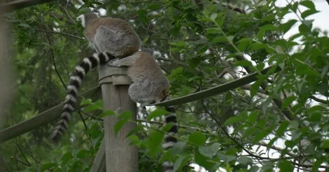 Two Lemurs on The Tree, long stripped tails Stock Footage 51622517