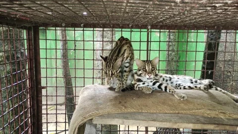 Two Leopard cats in a cage after rescue. 4K Stock Footage 218600868