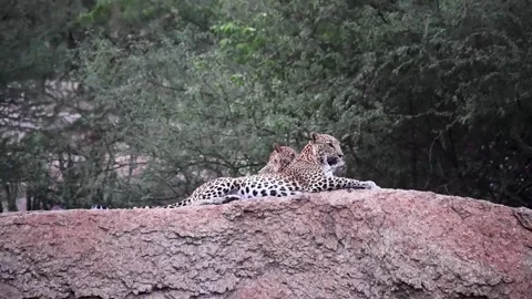 Two leopard cubs and the mother having a rest in Jawai national park 스톡 동영상 282442828