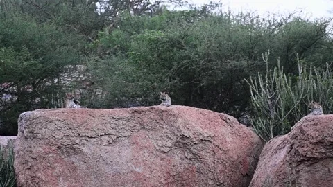 Two Leopard cubs facing each other while resting in Jawai national park Stock Footage 282442605
