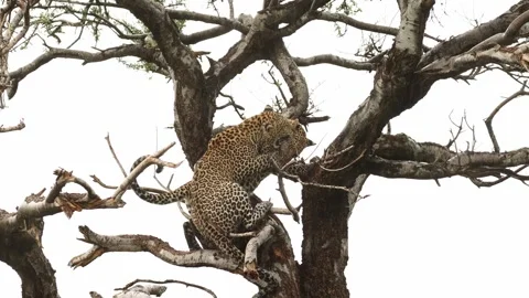 Two leopard cubs playing and jumping around in a tree, Mashatu Game Reserve. Stock Footage 309500502