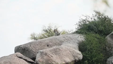 Two leopard cubs sitting together in the sunlight in Jawai national park Stock Footage 289843550