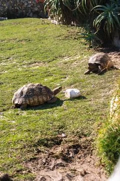 Two leopard tortoises crawl across sunny lawn in Cape Town Stock Photos