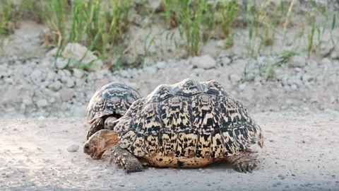 Two leopard tortoises eating dirt in the Kalahari national park in South Africa Stock Footage 307600979
