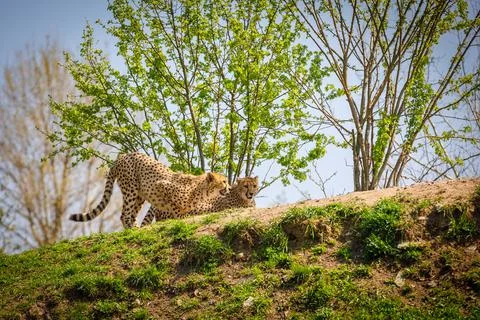 Two leopards are preparing to jump, watching the prey. Stock Photos