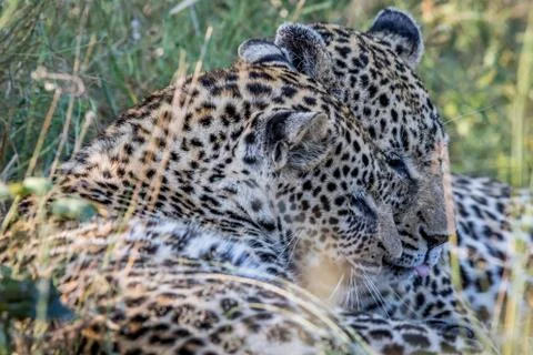 Two Leopards bonding in Kruger. Stock Photos