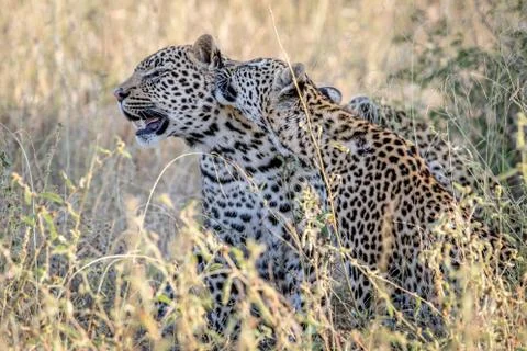 Two Leopards bonding in Kruger. Stock Photos