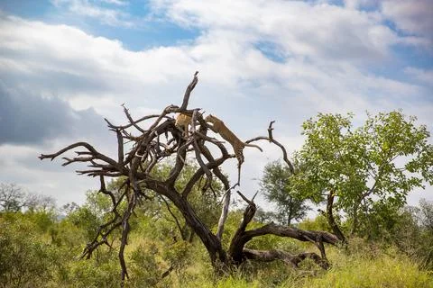 Two leopards, Panthera pardus, climb a dead tree Stock Photos