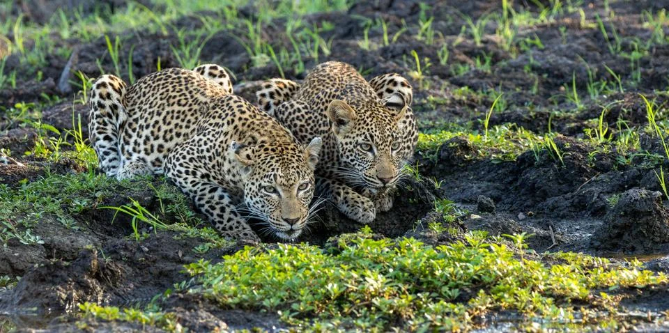 Two leopards, Panthera pardus, drinking from a puddle. Stock Photos