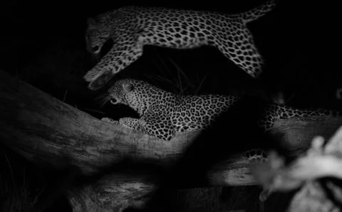 Two leopards Stock Photos