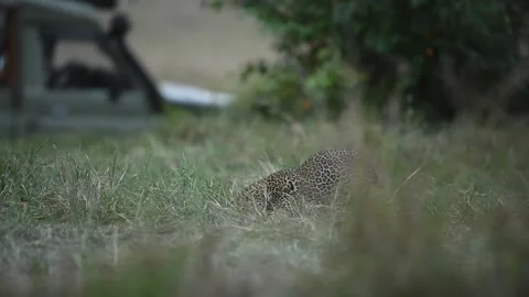 Two Leopards playing in the wild African Savannah. 動画素材 332411663