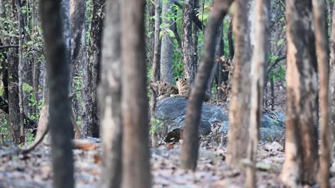 Two leopards on the rock in the middle of the jungle of Pench national park Stock Footage 274552209