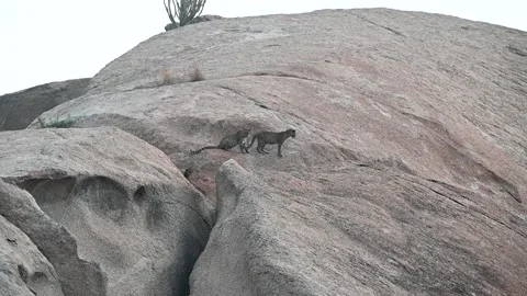 Two leopards standing together in the same spot in Jawai national park Stock Footage 289844353