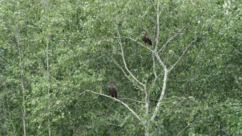 Two lesser spotted eagles, sitting in the tree in the summer and hunting mice. Stock Footage 170760227