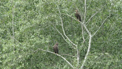 Two lesser spotted eagles, sitting in the tree in the summer and hunting mice. Stock Footage 172211870