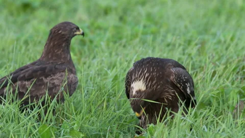 Two lesser spotted eagles in the summer sit on the ground and eat. Stock Footage 195295920