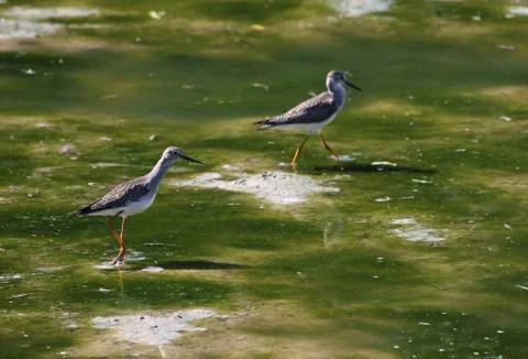 Two Lesser Yellowlegs Stock Photos
