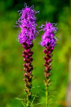 Two Liatris Flowers in a Feild Foto stock