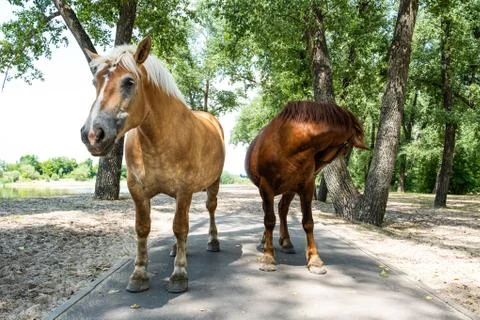 Two light and dark brown horses in a park Stock Photos