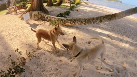 Two light brown dogs enjoy playing on a sandy beach side by a tilted coconut tre Stock Footage 253462804