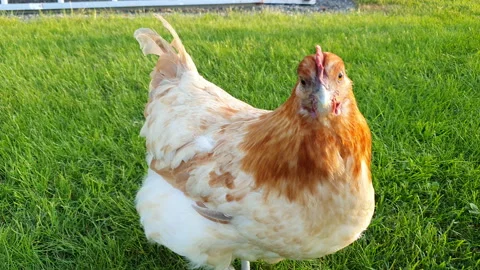 Two light brown hens stares into camera, close up video in garden Stock Footage 195046610