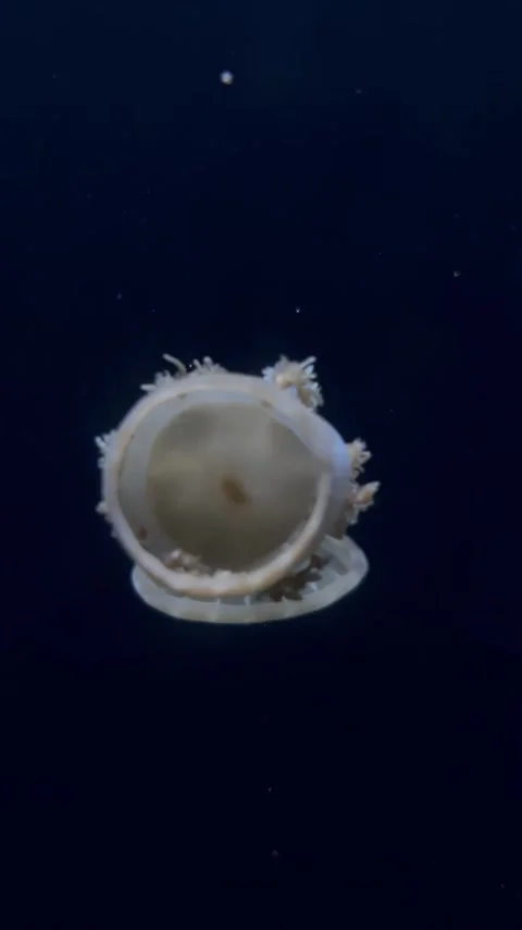 Two light brown jellyfish in a dark aquarium Stock Footage 304611509