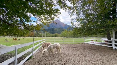 Two light-colored alpacas graze in an enclosure on a farm high in the mountains  Stock Footage 304002455