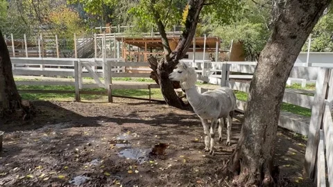 Two light-colored alpacas graze in an enclosure on a farm high in the mountains  Stock Footage 304004166