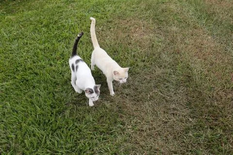 Two light-colored cats walking attentively on green grass Stock Photos