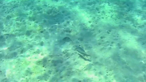  Two Light-Colored Grouper-Like Fish Rubbing Against Each Other, Marsa Alam, Egy 스톡 동영상 342647612