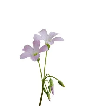 Two Light Pink Oxalis Triangularis Flowers Isolated on White Background Stock Photos