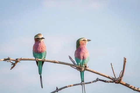 Two Lilac-breasted rollers sitting on a branch. Stock Photos