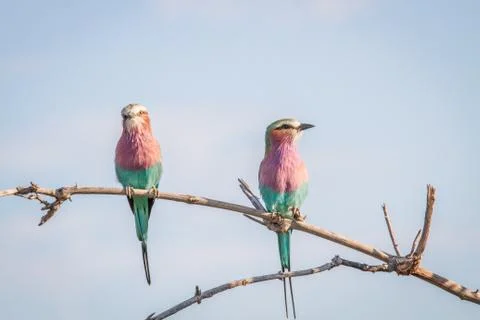Two Lilac-breasted rollers sitting on a branch. Stock Photos