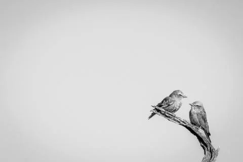 Two Lilac-breasted rollers sitting on a branch. Stock Photos