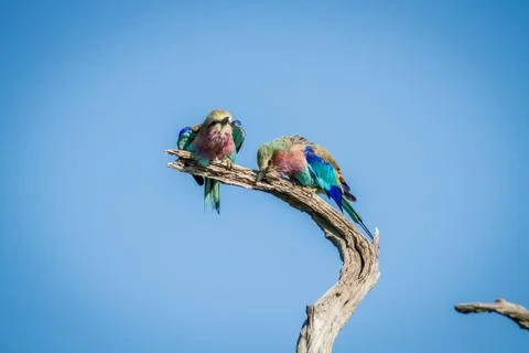 Two Lilac-breasted rollers sitting on a branch. Foto stock