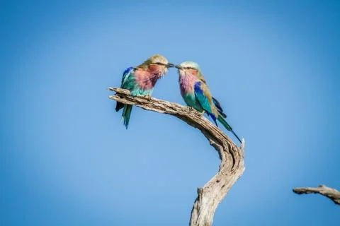 Two Lilac-breasted rollers sitting on a branch. Stock Photos