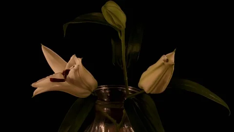 Two lilies bloom on black background - timelapse Stock Footage 109524549