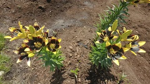 Two lily plants on the garden plot in Estonia Stock Footage 203277531