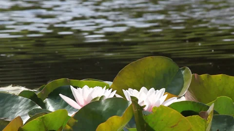 Two lily on water background on a sunny afternoon. Stock Footage 38428211