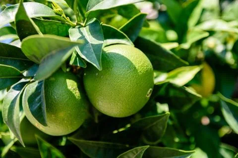 Two Limes In Sunlight Hanging From Tree In Orchard Stock Photos