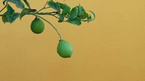 Two limes sway in the wind against a yellow wall. Stock Footage 254915947